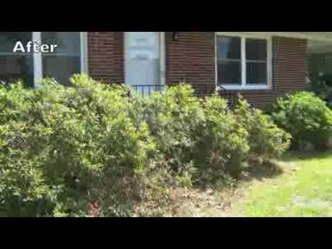 How to Prune Azaleas