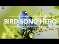 Bird Song Hero: The song learning game for everyone