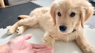 - ゴールデンレトリバー子犬の成長に驚いた!