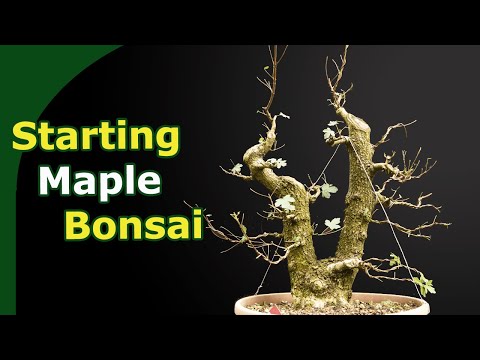 Styling a Field Maple Bonsai