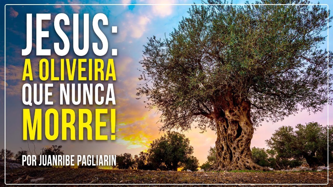 A OLIVEIRA QUE NUNCA MORRE