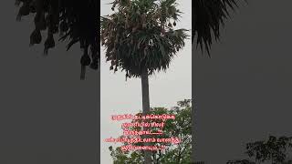 Download lagu முதுகில் தட்டிக்கொடுக்க தரணியில் சிலர் இருந்தால் ......!!எட்டிப்பிடித்திடலாம் வானத்து சூரியனையும் mp3