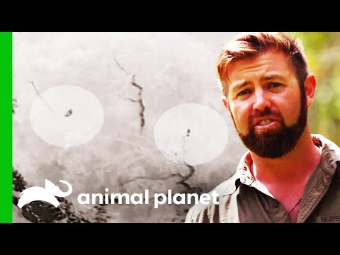 Is This A Javan Tiger Following Forrest Through The Jungle? | Extinct or Alive?