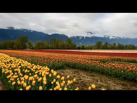 Beauty of the nature and relaxing music 🎶