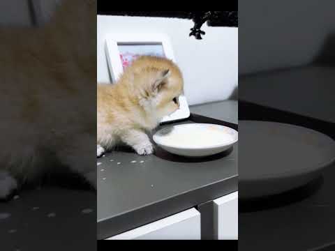 So lovely drinking 🥰 #cute #dog #puppy #shorts