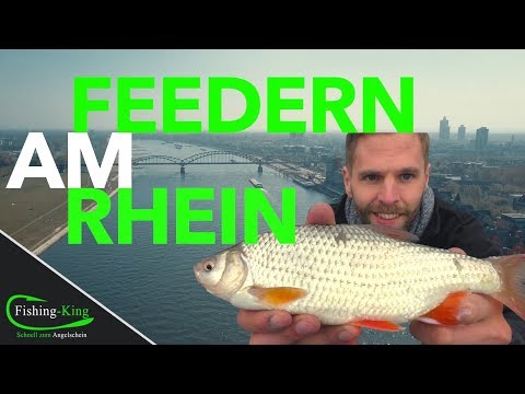 Feederangeln am Rhein auf Rotaugen, Brassen & Barben - so geht‘s! TEIL 1| Fishing-King.de