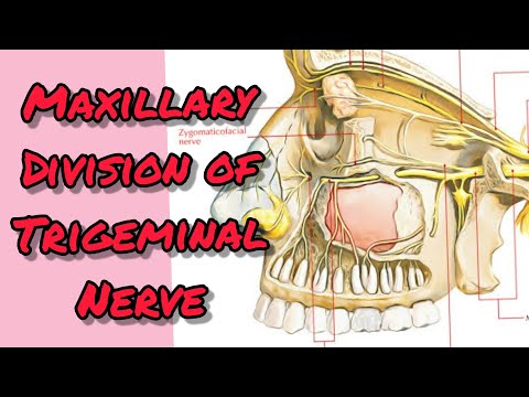 Maxillary division of Trigeminal nerve