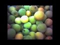 Quadron - Average Fruit 