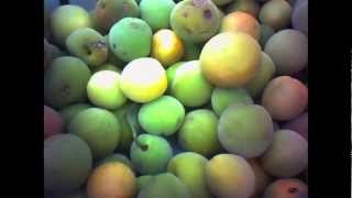 Quadron - Average Fruit