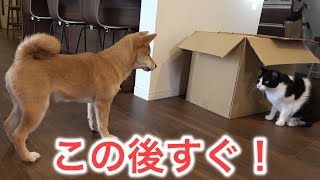 犬と猫の喧嘩はどっちが強い？柴犬の子犬勘助vs猫軍団
