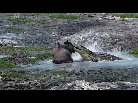 Deadly River Ambush: Giant Crocodile Attacks Wildebeest During Crossing | Wild Africa Drama