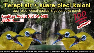 Download lagu terapi air suara pleci koloni untuk pleci bahan agar cepat ngalas & gacor | pleci mania Indonesia mp3 Download lagu terapi air suara pleci koloni untuk pleci bahan agar cepat ngalas & gacor | pleci mania Indonesia mp3