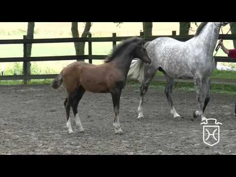 HEI116 Hengstfohlen von Casall - Cassini I - Carry