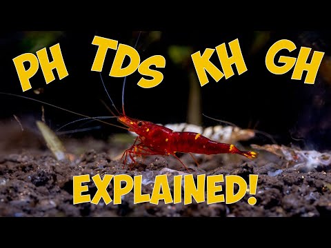 Shrimp Water Parameters Explained: pH, GH, KH, and TDS