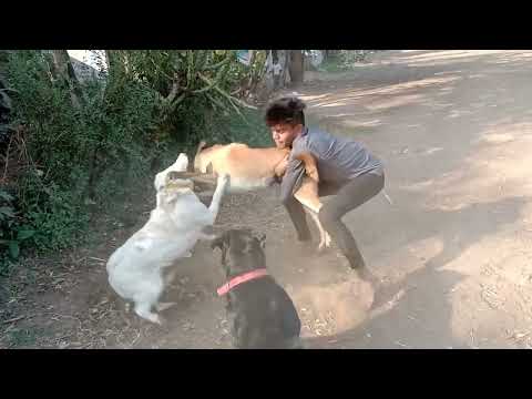 dog fight  Rottweiler , lebra , German shepherd  funny video
