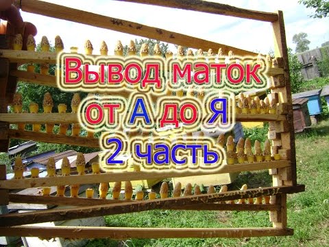2 часть ВЫВОД МАТОК от А до Я ДЛЯ НАЧИНАЮЩИХ. Делаем сиротство воспитательной семьи,  отводки.