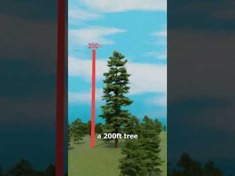 Surviving a 30,000-Foot Fall 😱