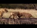 BIG CAT DIARY Season 1 Episode 1 BBC Documentary HD 720pi