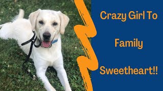 Download Lagu Knoxville Dog Trainers - 1 Year Old Lab Retriever Mix Goes From Wild Child to Rock Star!! Thumbnail