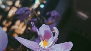 Download lagu Mentahan bunga bergerak mp3