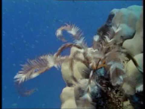 Die letzten Paradiese: Geheimnisse des Meeres – Der Ruf der Tiefe