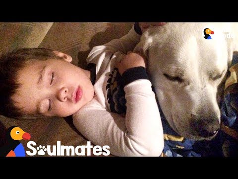 Dog Helps Stop Little Boy From Getting Nightmares | The Dodo Soulmates