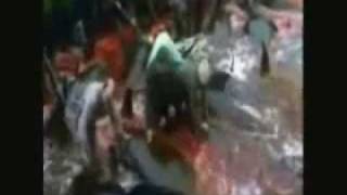 Bunbury Nana de los peces muertos delfines asecinados en dinamarca