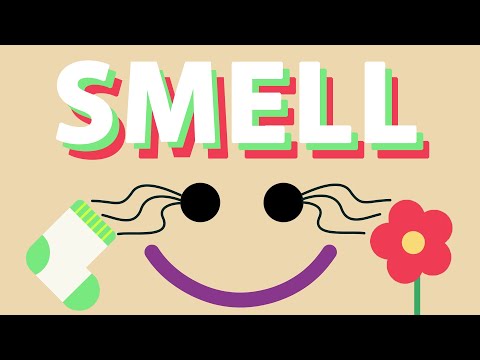 SMELL ♫ | Five Senses Song | Wormhole Learning - Songs For Kids