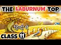 The Laburnum Top Class 11 | Detailed Explaination | Hornbill