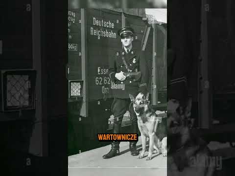 Owczarek Niemiecki - Pies którego stworzenia żałował sam stwórca #owczarekniemiecki #germanshepard