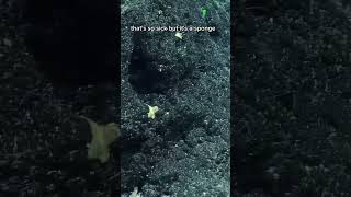 Did you know that some #deepseasponges are carnivorous?!