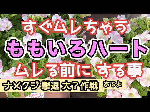 ハートの鎖、Ceropegia woodii