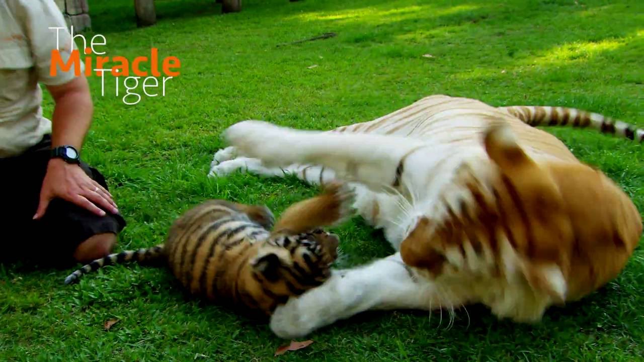 The Miracle Tiger