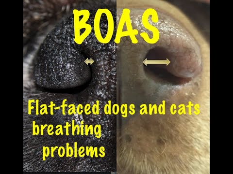 Flat-faced dogs and cats with breathing problems