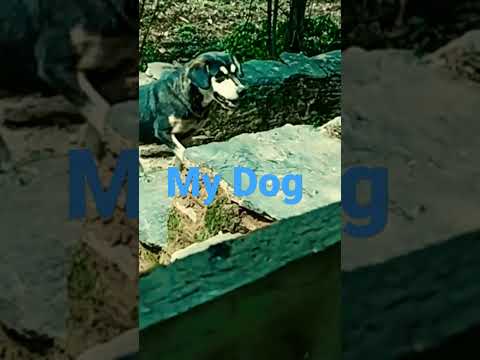 My Dog 🐕🐕