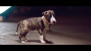 RICCY - ENERGIE feat. ARAB (prod. by Mesh)