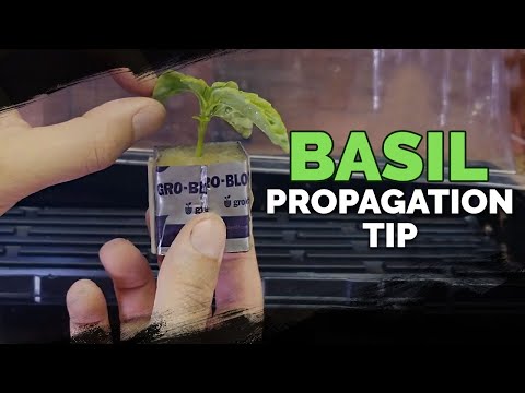 Propagating Thyme My Dirt Simple Method For Success