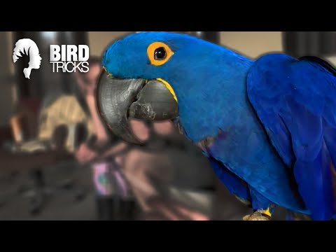 Does Your Bird Think You're Its MATE?