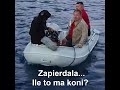 Makłowicz - "Zapierdala, Ile to ma koni?"