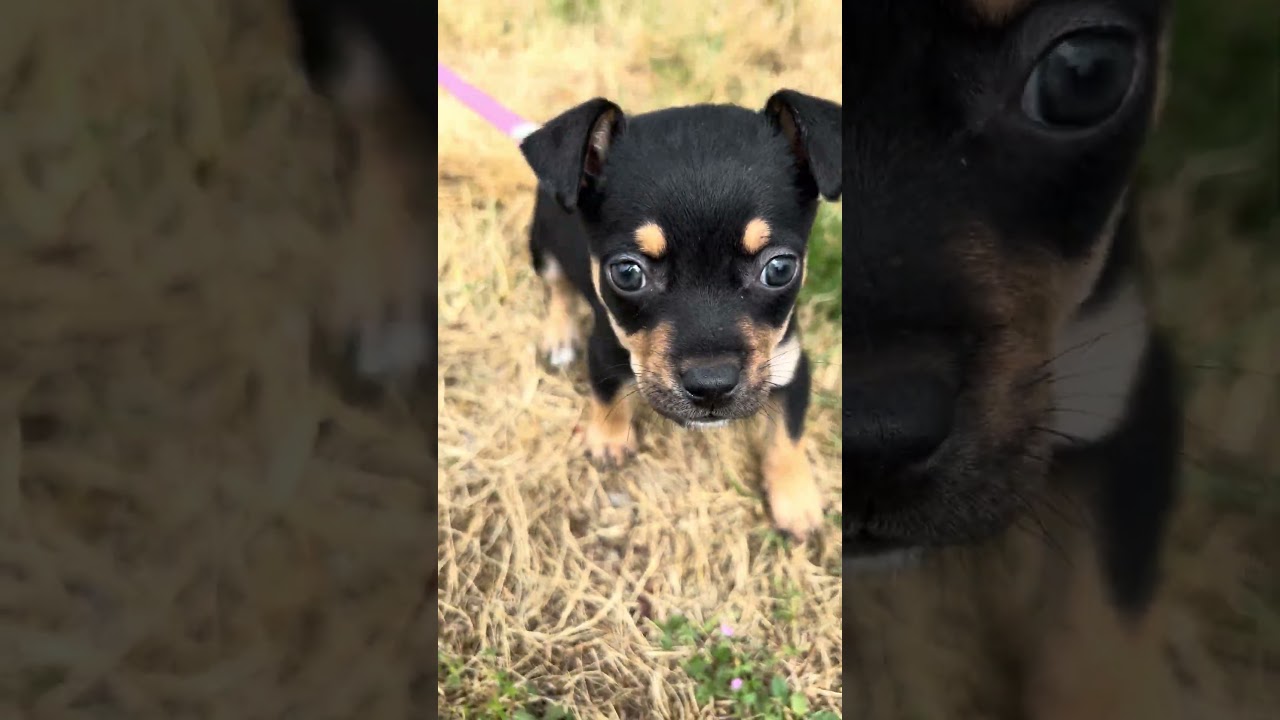 Wren, a ADOPTABLE mixed breed in Tigard, OR video 6/6