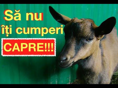 , title : 'SĂ NU ÎȚI CUMPERI CAPRE! ...Lecție explicativă despre creșterea caprelor!'