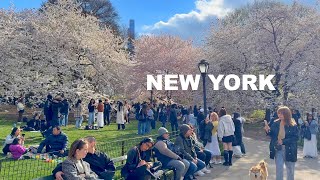 The Most Beautiful Spring Day in New York City Central Park 2026 Cherry Blossoms
