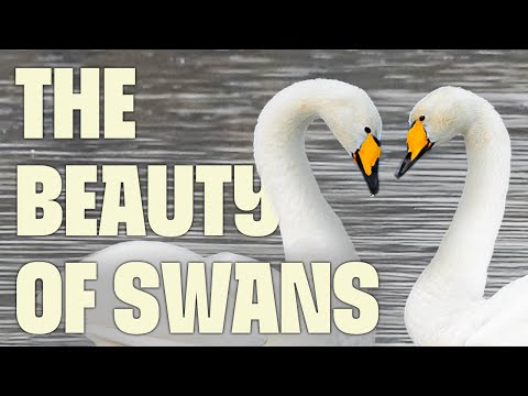 Swan Paradise in Central China | FULL DOCUMENTARY | China's Swan Lake | @UltimateNatureDocs