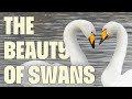 Swan Paradise In Central China FULL DOCUMENTARY China S Swan Lake UltimateNatureDocs