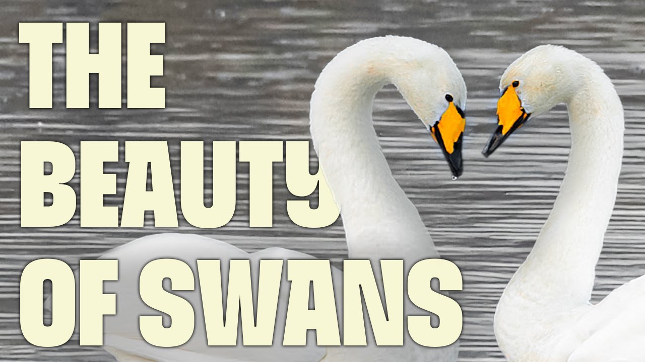 Swan Paradise in Central China | FULL DOCUMENTARY | China's Swan Lake | @UltimateNatureDocs