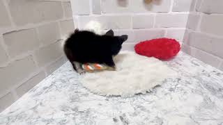 チワワ(ロング)の動画02