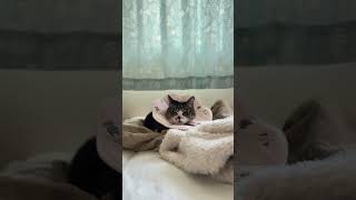 鳥のさえずりを聴きながらまどろむ猫