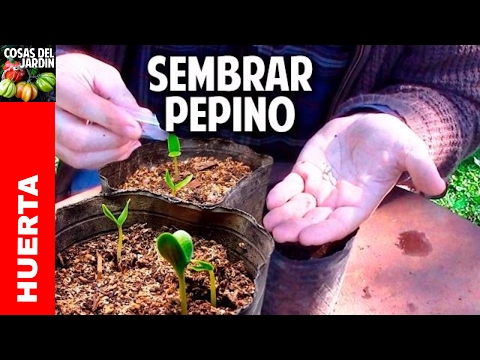 Cómo sembrar pepino en casa paso a paso