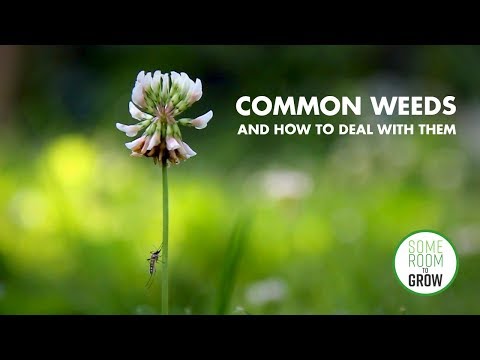 download lagu mp3 mp4 Tall Fast Growing Weeds, download lagu Tall Fast Growing Weeds gratis, unduh video klip Tall Fast Growing Weeds