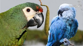 Important Mission of the Blue-Winged Macaw